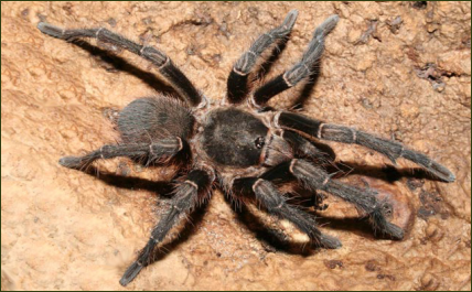Acanthoscurria musculosa ()