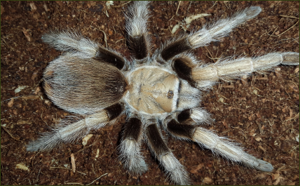 Aphonopelma chalcodes (Mexikanische Blond-Vogelspinne)