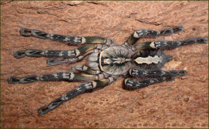 Poecilotheria ornata (Ornament-Baumvogelspinne)
